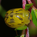 Paropsisterna obliterata - Photo (c) Simon Grove, algunos derechos reservados (CC BY-NC), subido por Simon Grove