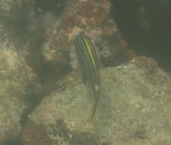 Haemulon macrostoma