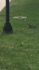 Sylvilagus floridanus