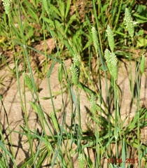 Phalaris canariensis