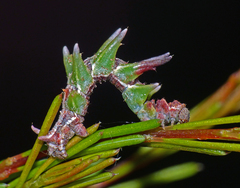 Chlorodes boisduvalaria
