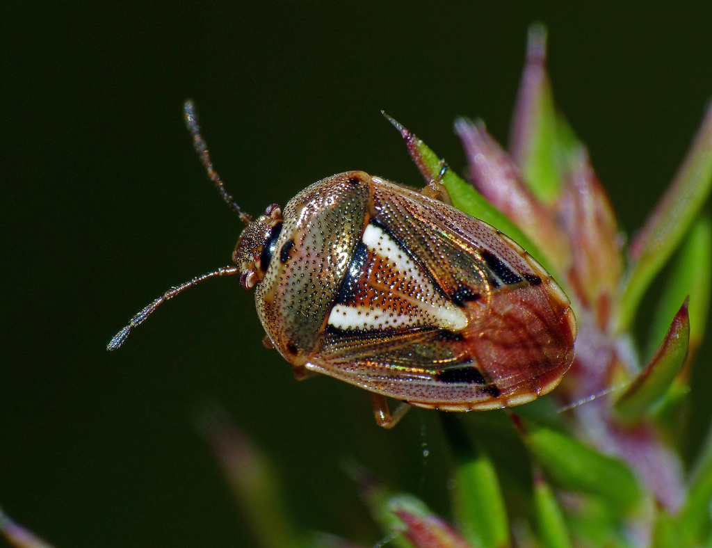 Eupolemus