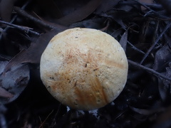 Austroboletus niveus