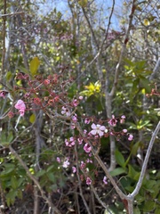 Miconia thomasiana