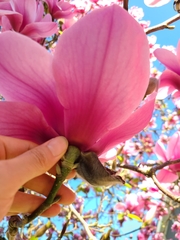 Magnolia
