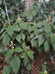 Miconia globulifera