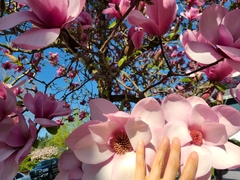 Magnolia