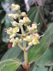 Miconia globulifera