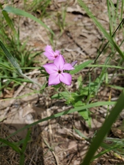 Phlox drummondii