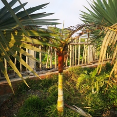 Dypsis leptocheilos