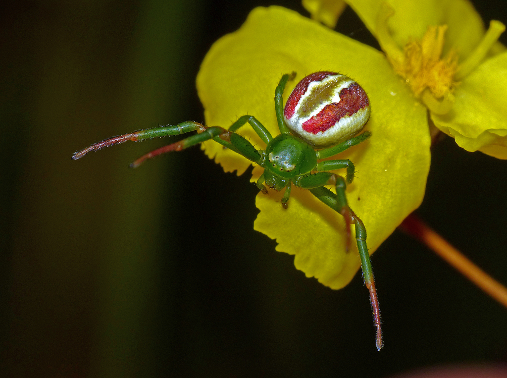 Rosy Flower Spider