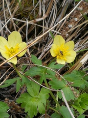Trollius laxus laxus