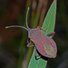 Amorbus obscuricornis - Photo (c) Simon Grove,  זכויות יוצרים חלקיות (CC BY-NC), הועלה על ידי Simon Grove