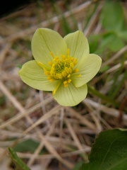 Trollius laxus laxus
