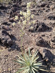 Yucca rigida