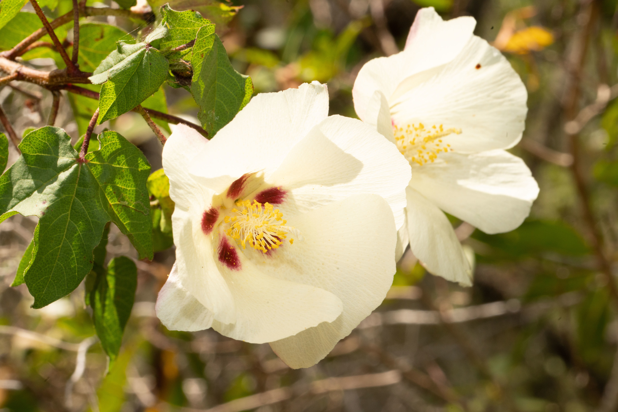 Gossypium hirsutum