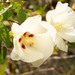 Upland Cotton - Photo (c) Riley Fortier, some rights reserved (CC BY-NC), uploaded by Riley Fortier