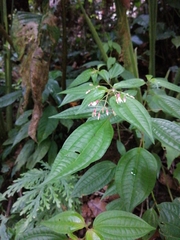 Miconia cornoides
