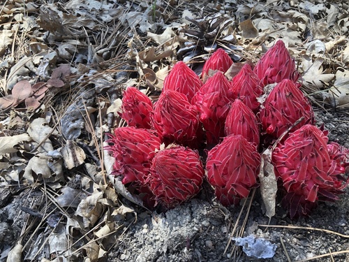 iNaturalist observation photo of Snowplant