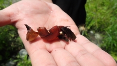 Pseudograpsus setosus