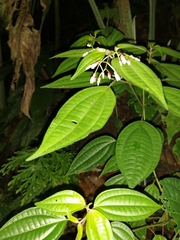 Miconia cornoides