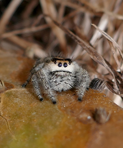 Canopy jumping spider photo 4