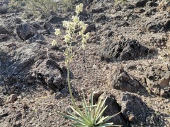 Yucca rigida