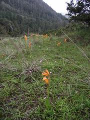 Dichromanthus aurantiacus