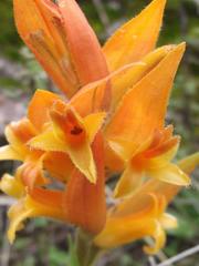 Dichromanthus aurantiacus