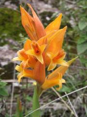 Dichromanthus aurantiacus