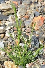 Silene mellifera