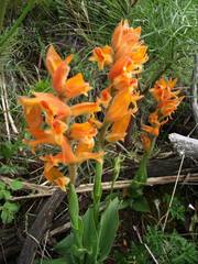 Dichromanthus aurantiacus