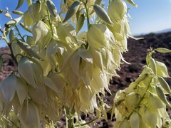 Yucca rigida
