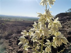 Yucca rigida