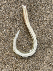 Phyllodocida