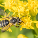 Cloudy-winged Mining Bee - Photo (c) Heather Holm, some rights reserved (CC BY-NC), uploaded by Heather Holm