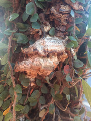Fomitopsis palustris