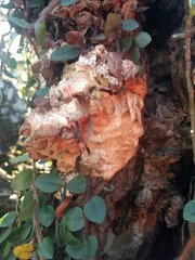 Fomitopsis palustris
