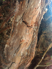 Fomitopsis palustris
