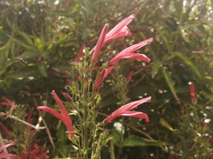 Dianthera secunda