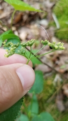 Thaspium trifoliatum aureum