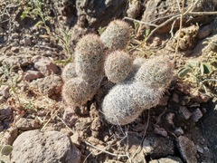 Escobaria chihuahuensis