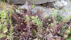 Petrosedum ochroleucum