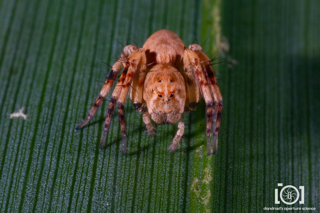 Hamataliwa helia