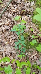 Thaspium trifoliatum aureum