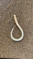 Phyllodocida