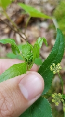 Thaspium trifoliatum aureum