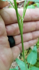 Thaspium trifoliatum aureum