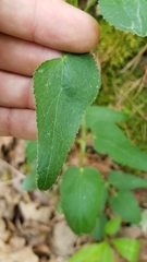 Thaspium trifoliatum aureum