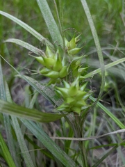 Carex intumescens